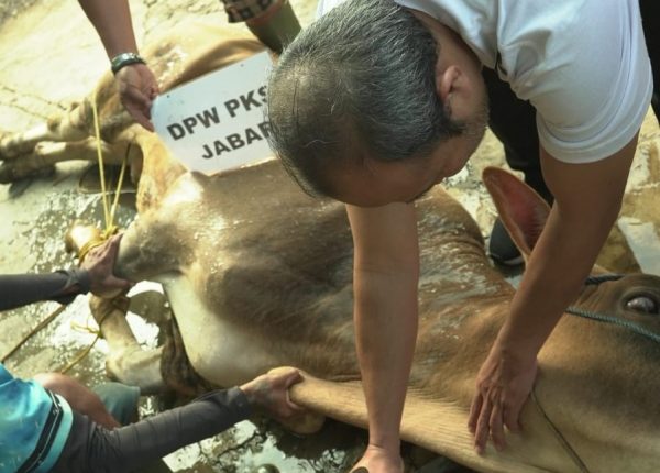 qurban dpw