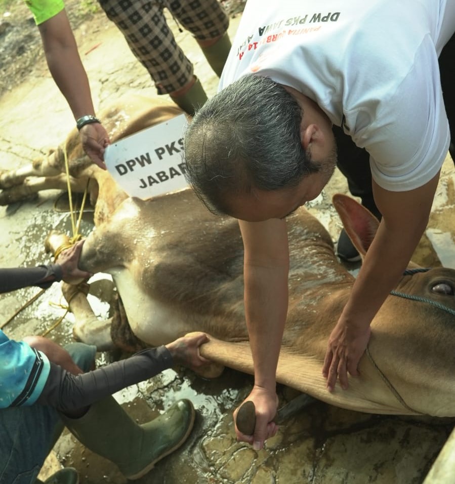 qurban dpw
